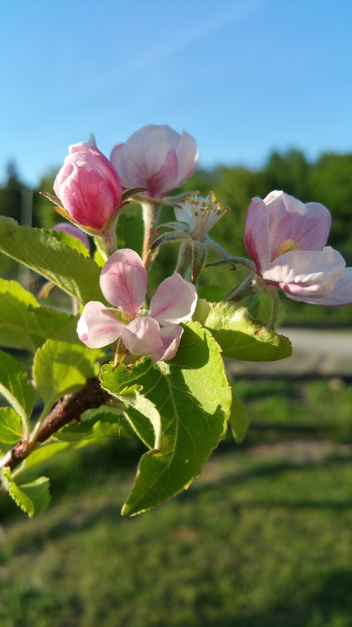flower  jabłonka  spring