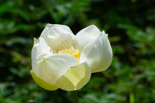 flower  lotus  nature