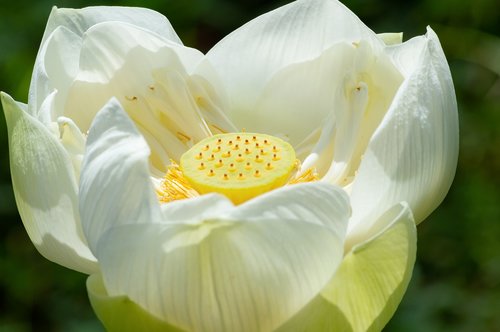 flower  lotus  nature