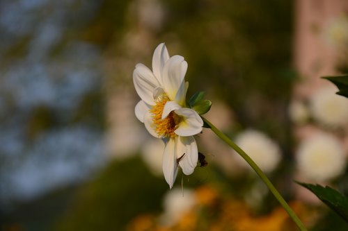 flower  garden  nature