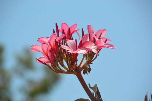 flower  plant  blossom