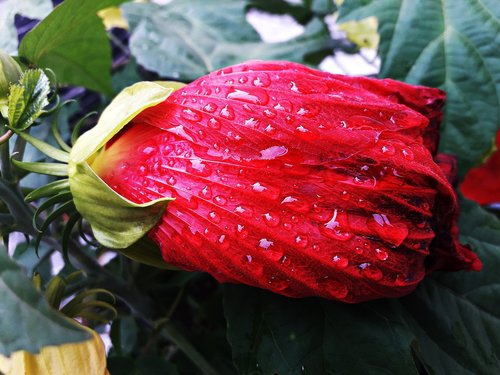 flower  red  rain