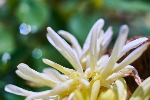 flower  plant  nature