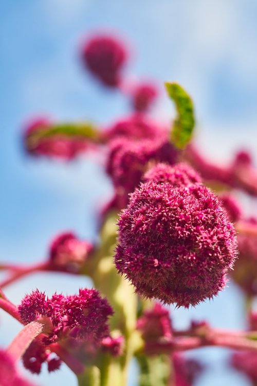 flower  plant  nature