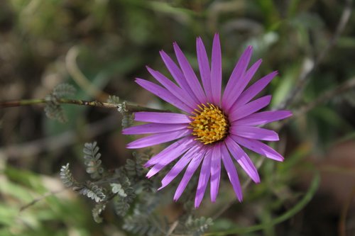 flower  nature  natural