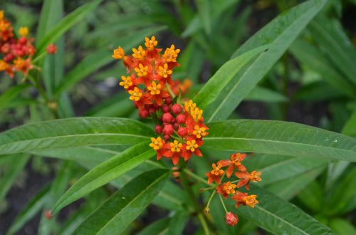 flower orange blooming