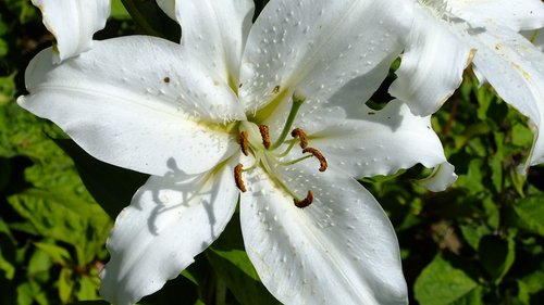 flower  lily  white