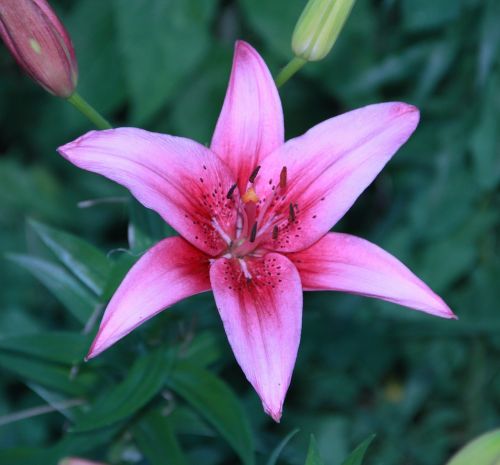 flower lily plant