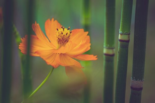 flower  flora  macro