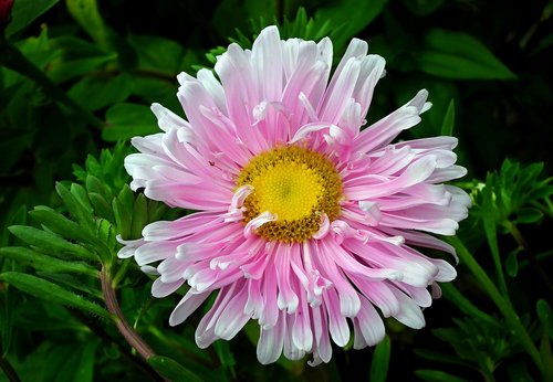 flower  aster  pink