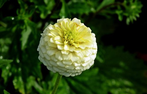 flower  zinnia  white