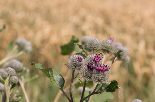 flower  diestel  nature