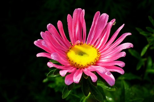 flower  zinnia  pink