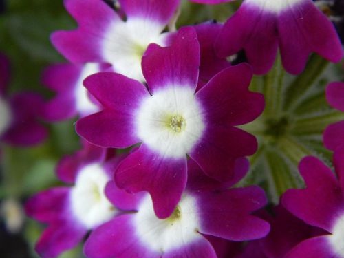 flower plant violet