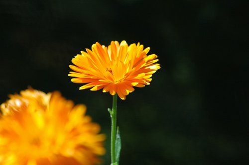 flower  orange  yard