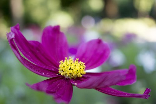 flower  blurry background  summer