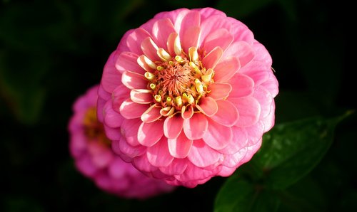 flower  zinnia  pink