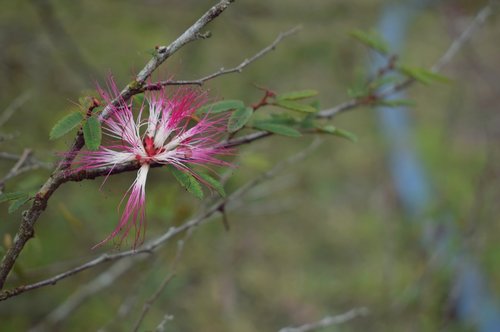 flower  plant  forest