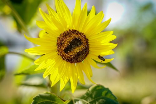 flower  sunflower  bloom