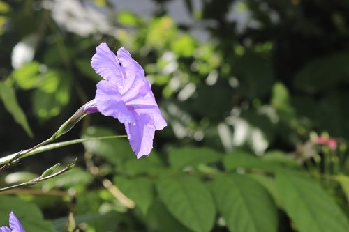 flower  ruellia  acanthaceae