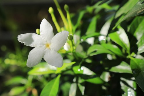 flower  apocynaceae  nature