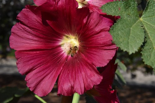 flower  red  bee