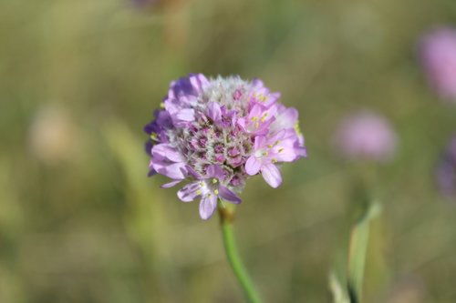 flower  oregano  herb