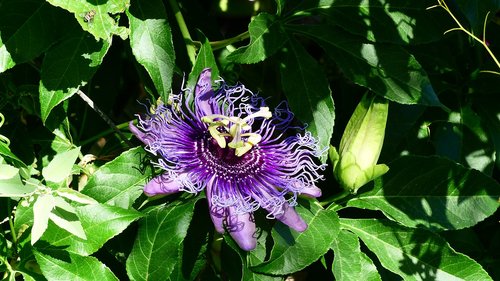 flower  violet  plants