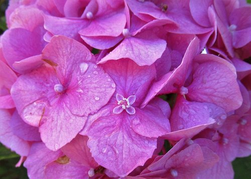 flower  hydrangea  nature