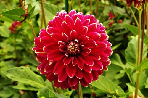 flower  flower mottled  dalia