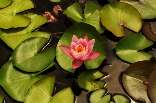 flower  water lilies  rosa