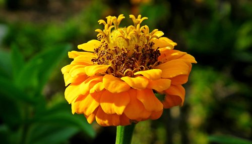 flower  zinnia  yellow