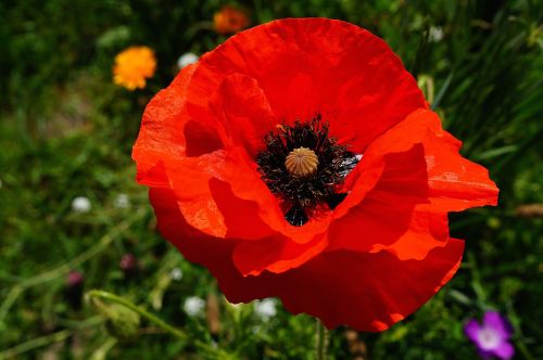 flower poppy blossom