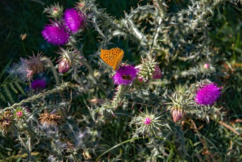 flower  thistle  plant