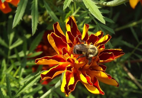 flower  marigold  insect