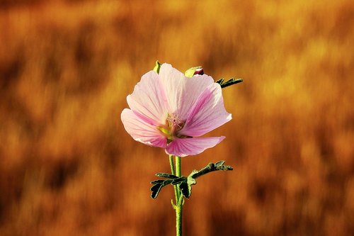 flower  nature  meadows