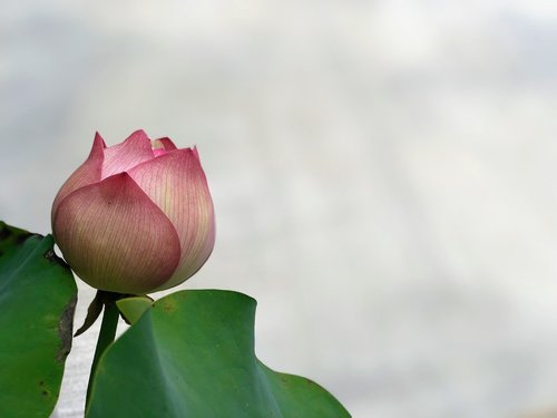 flower  lotus  petal