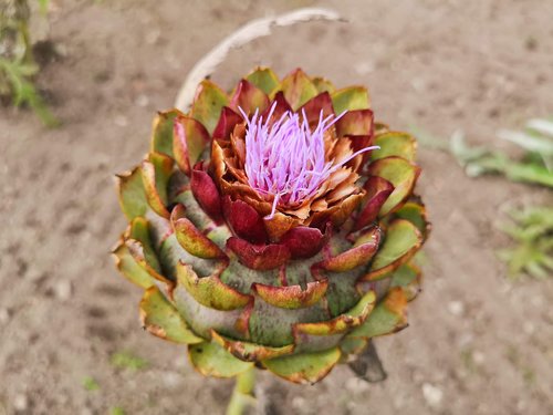 flower  veg  colour