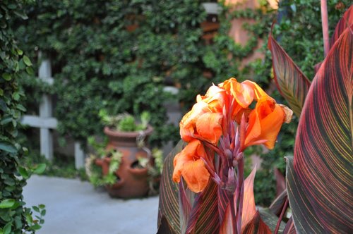 flower  bloom  plant