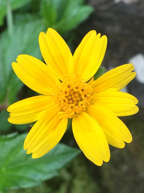 flower  flora  yellow