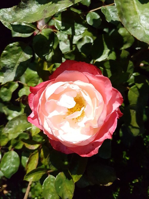 flower  rose  blossom