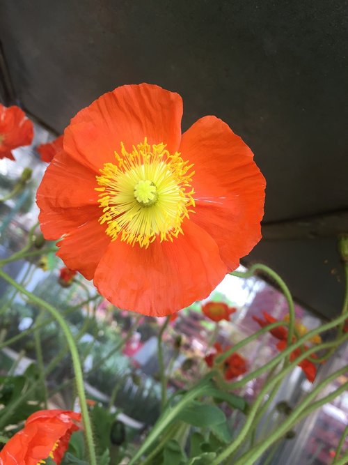 flower  poppy  nature