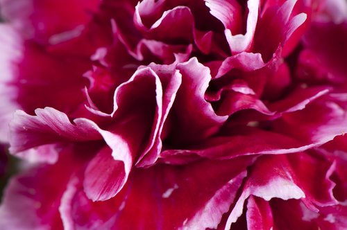 flower  carnation  red