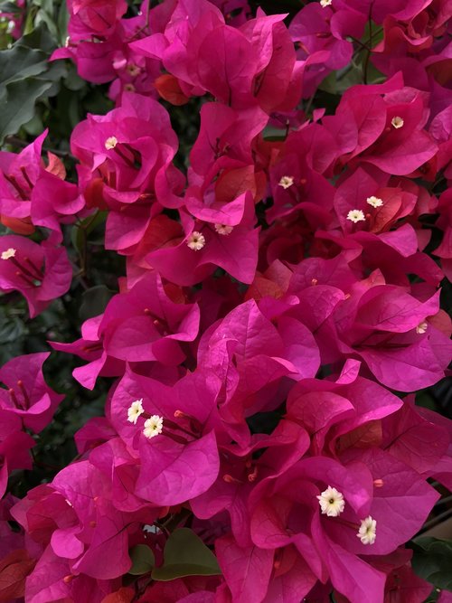 flower  bougainvillea  plant