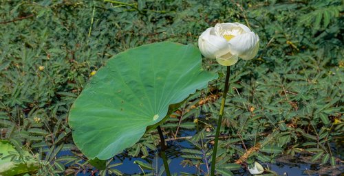 flower  lotus  nature