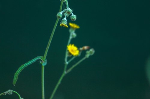 flower  plant  green