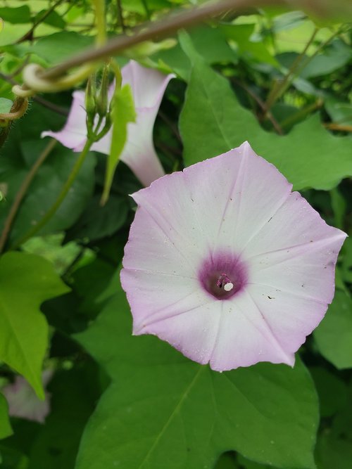 flower  morning glory  floral