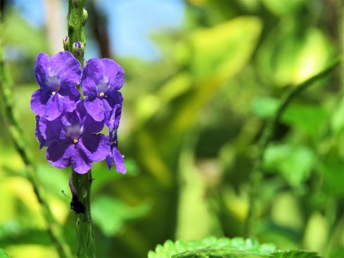 flower  purple  plants