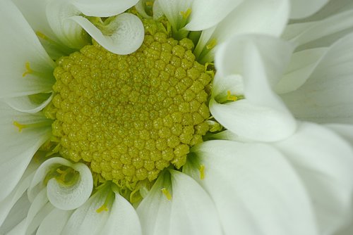 flower  white  yellow