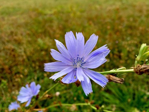 flower  chicory  pointed flower